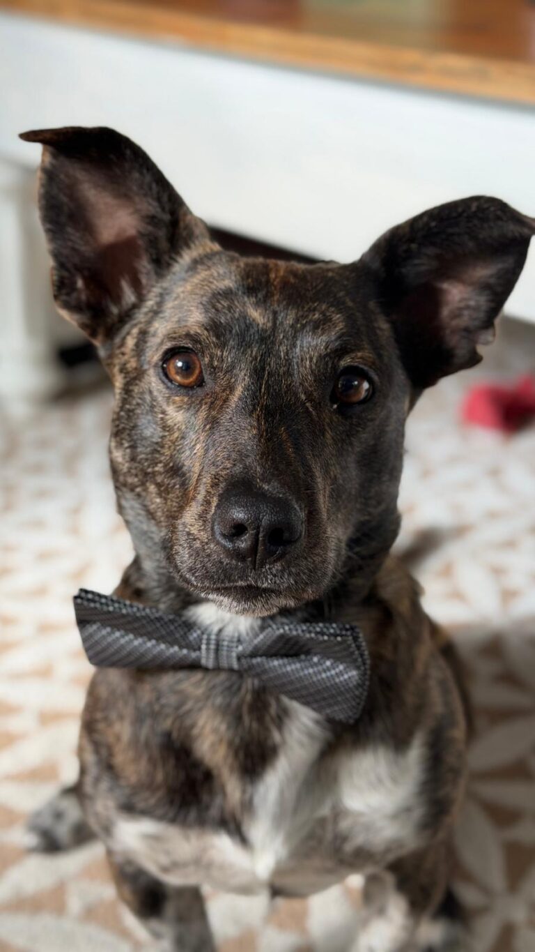 FeelGood Manager Bruno